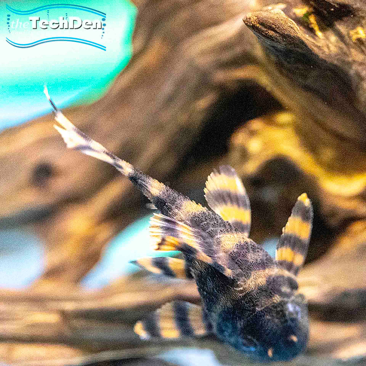 L397 Alenquer Tiger Pleco - Adult (No Online Purchases)