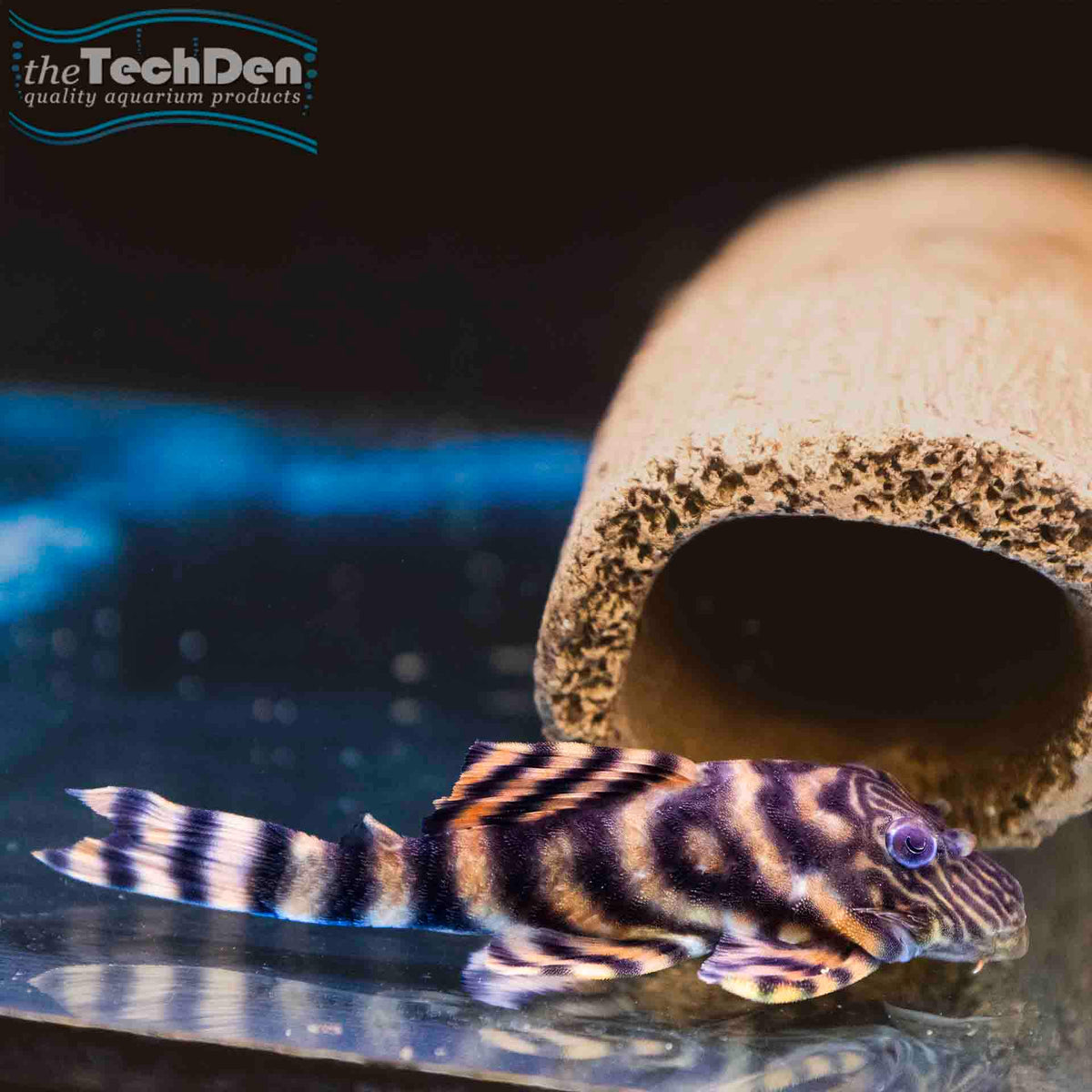L397 Alenquer Tiger Pleco - Adult (No Online Purchases)