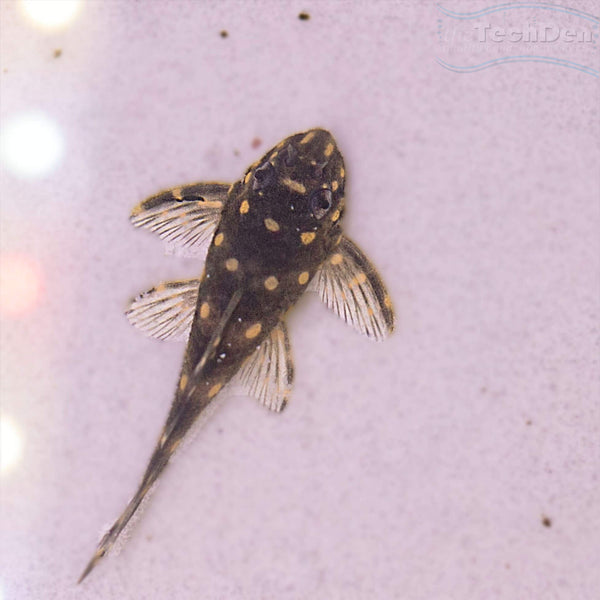L471 Dwarf Snowball Pleco - Hypancistrus Sp. L471 (No Online Purchases ...