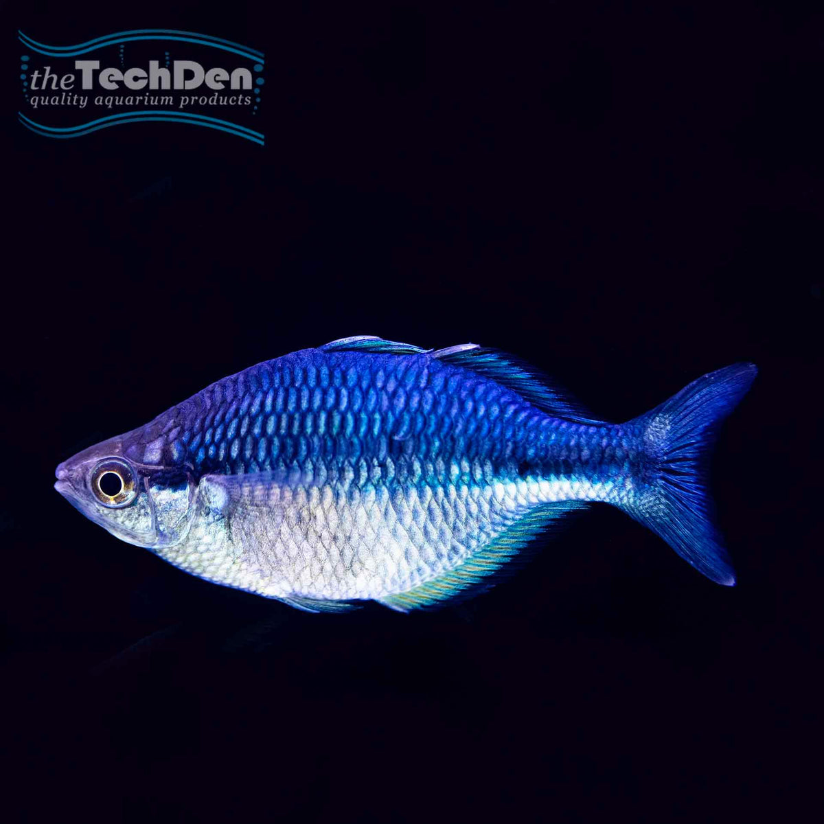 Lake Kutubu Rainbow fish- (No Online Purchases)