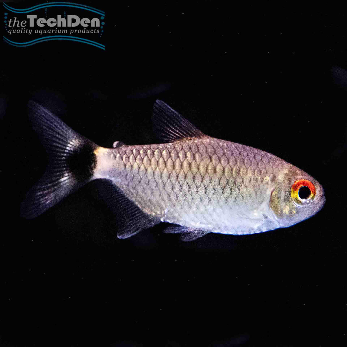 Lamp Eye Tetra - (No Online Purchases)