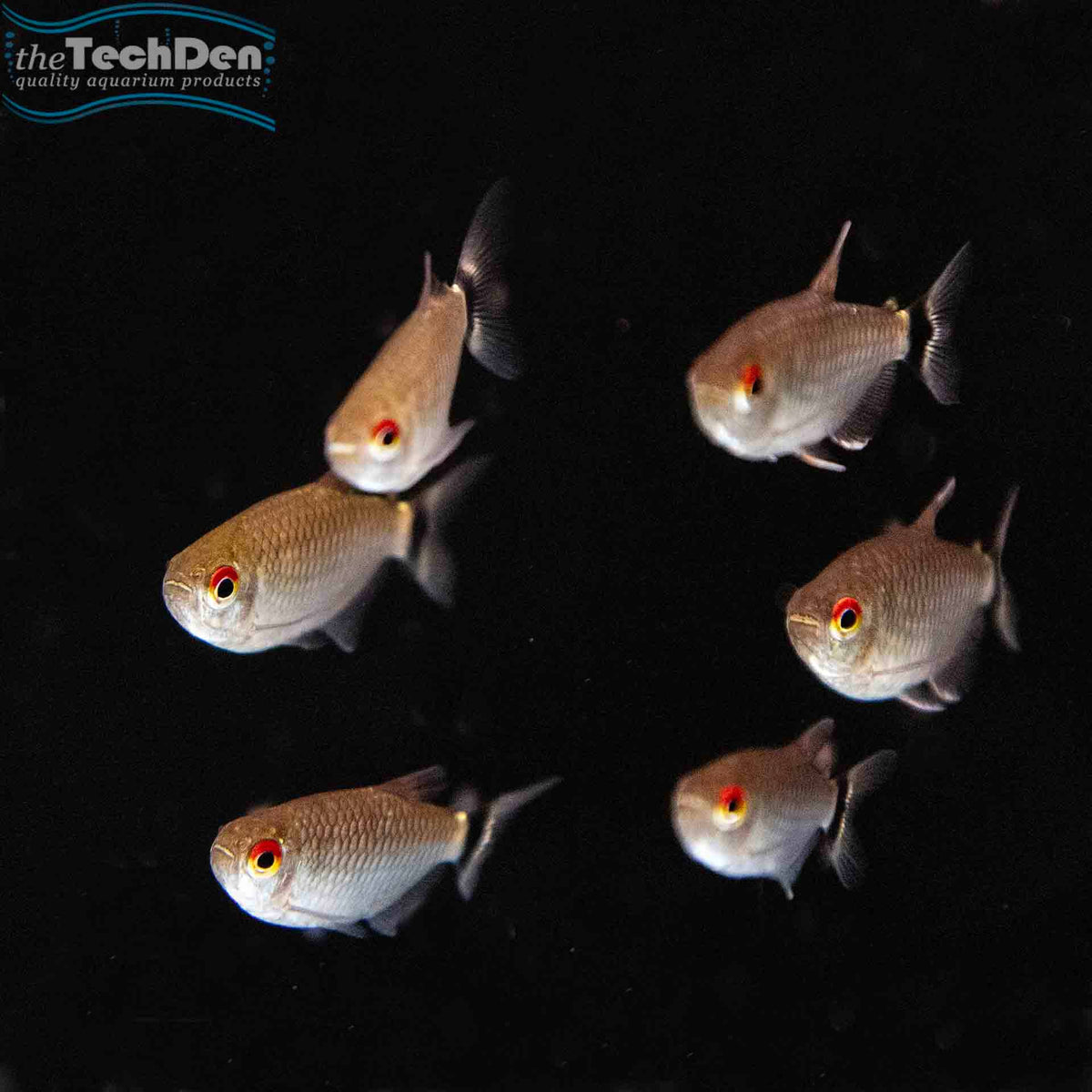 Lamp Eye Tetra - (No Online Purchases)