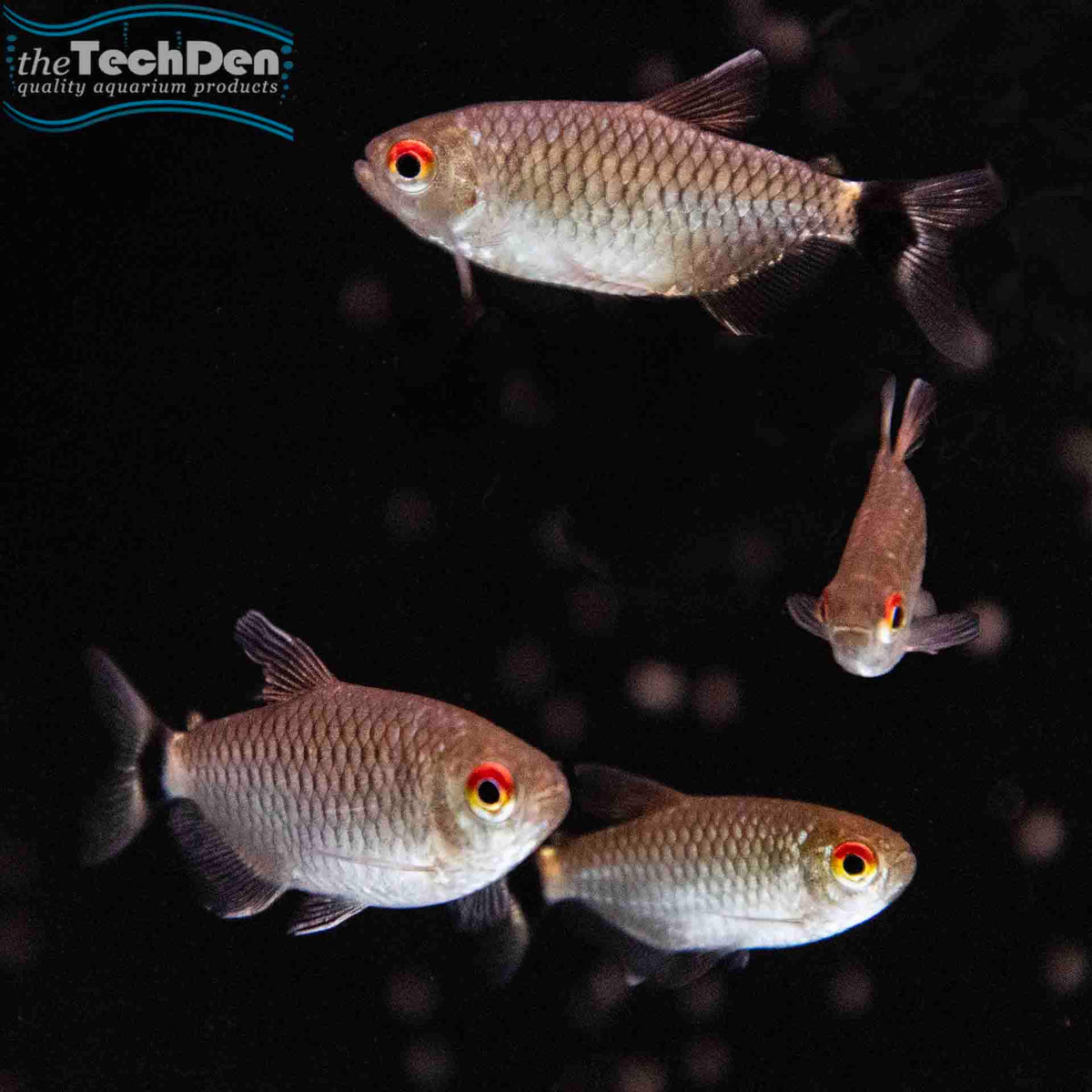 Lamp Eye Tetra - (No Online Purchases)