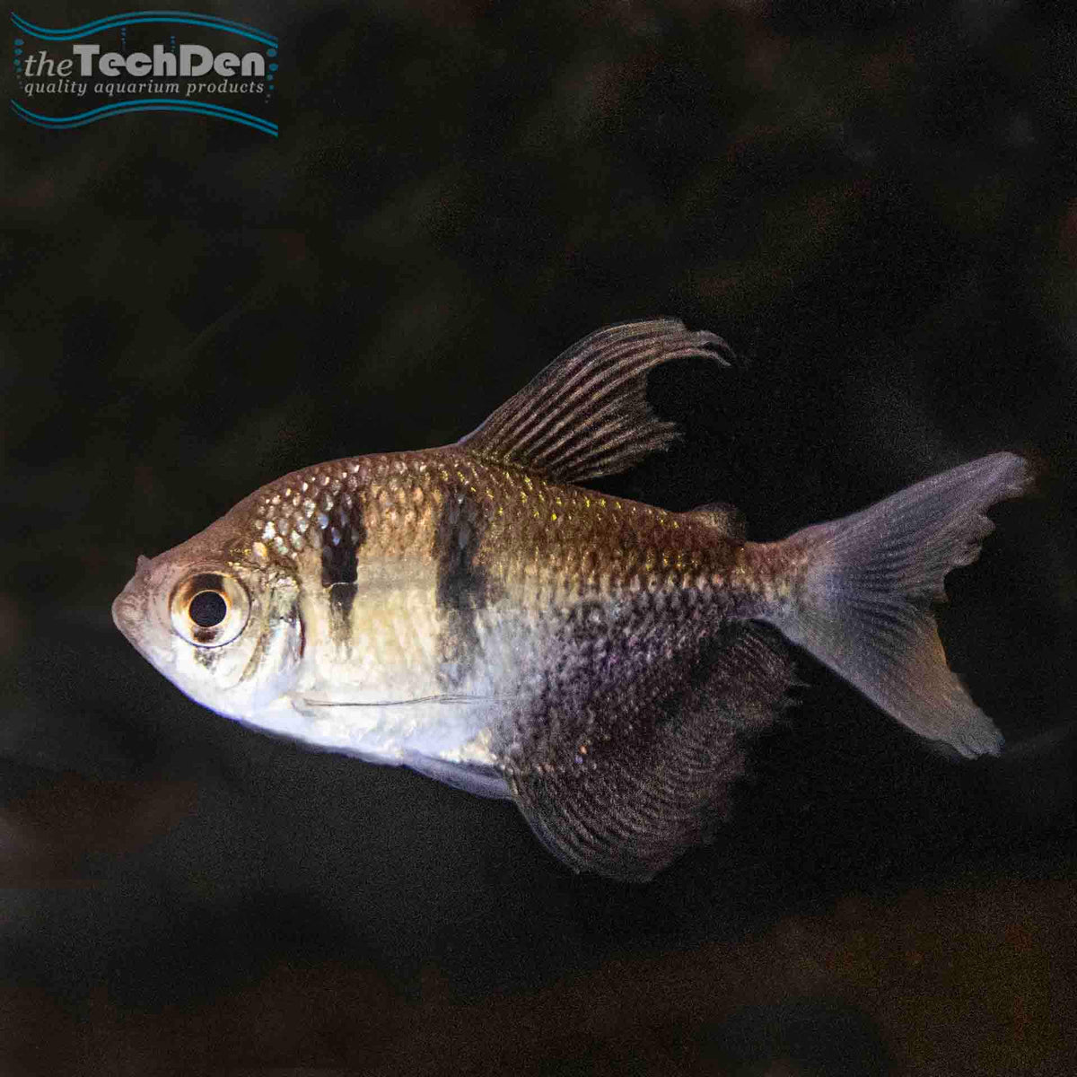 Longfin Black Widow Tetra - (No Online Purchases)