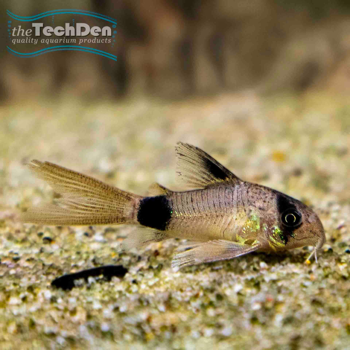 Longfin Panda Corydoras (No Online Purchases)