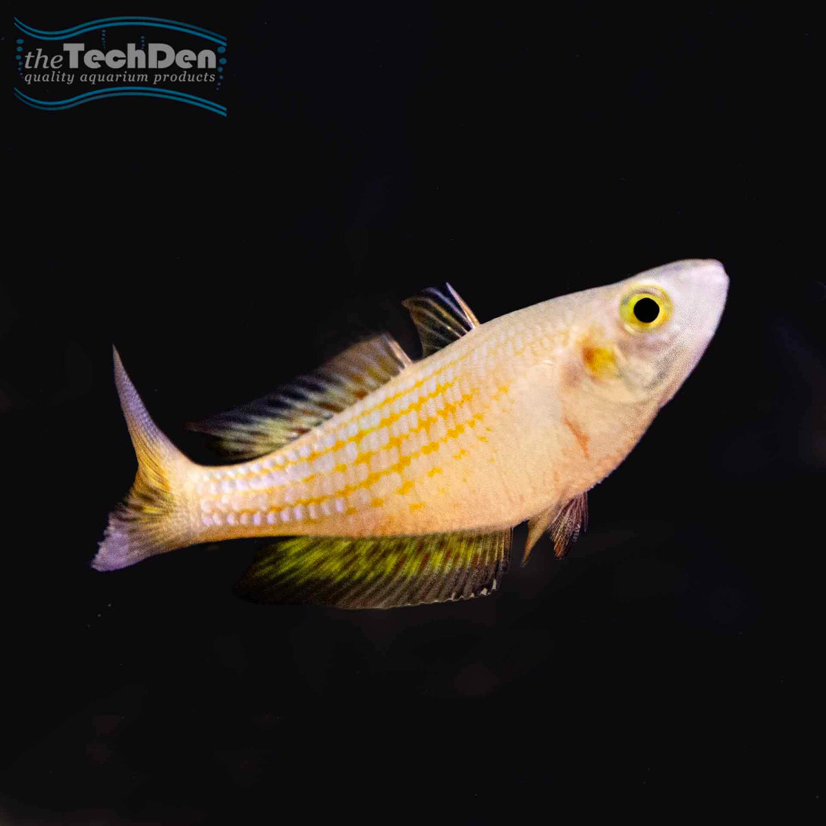 M. Parkinsoni (Yellow) Rainbow - (No Online Purchases)
