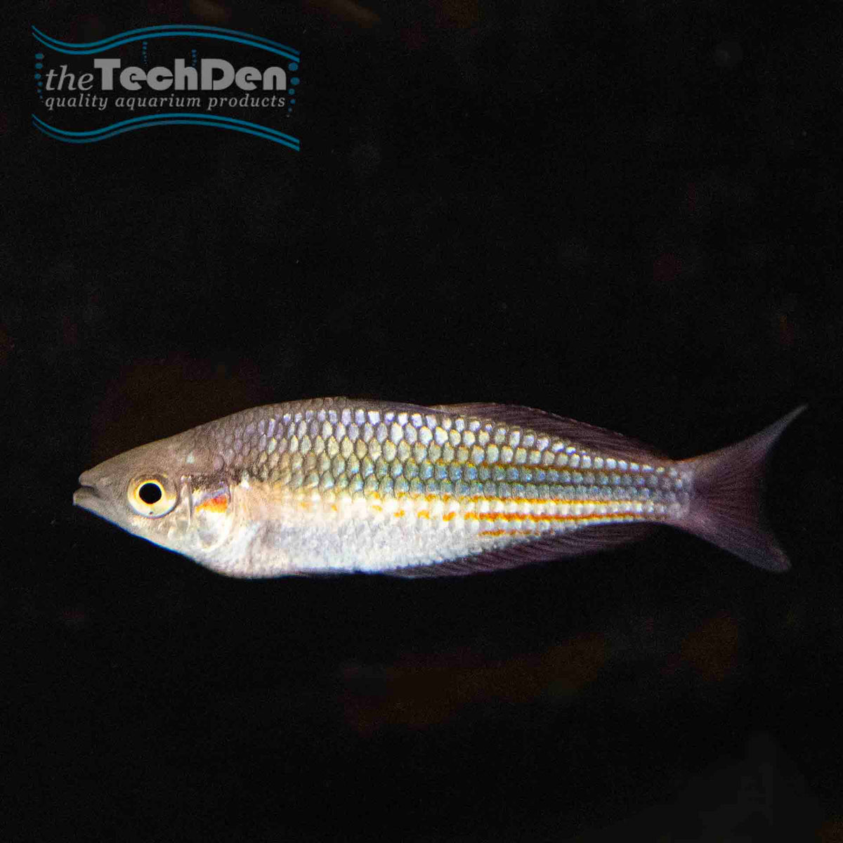 M. s. Splendida Wallaby Creek Rainbow - (No Online Purchases)