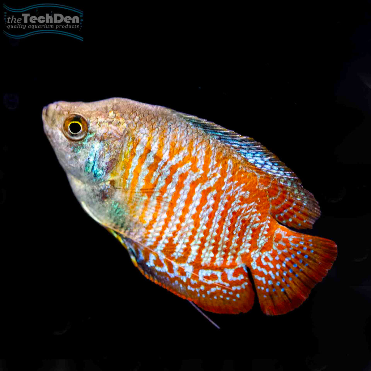 Male Dwarf Gourami - (No Online Purchases)