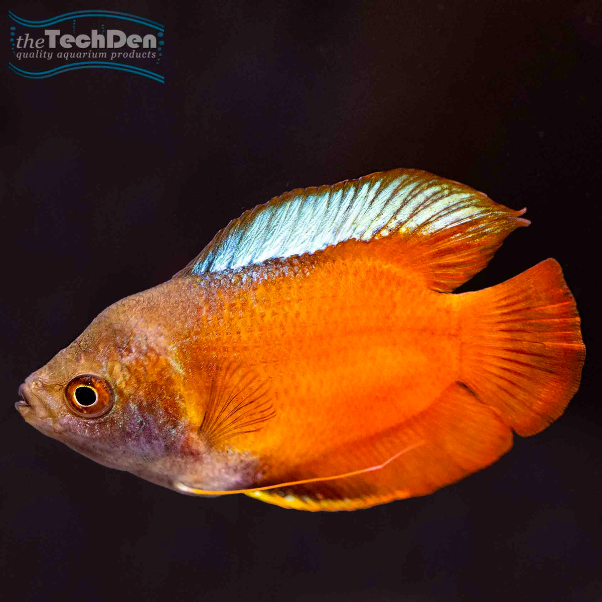 Male Flame Dwarf Gourami - (No Online Purchases)