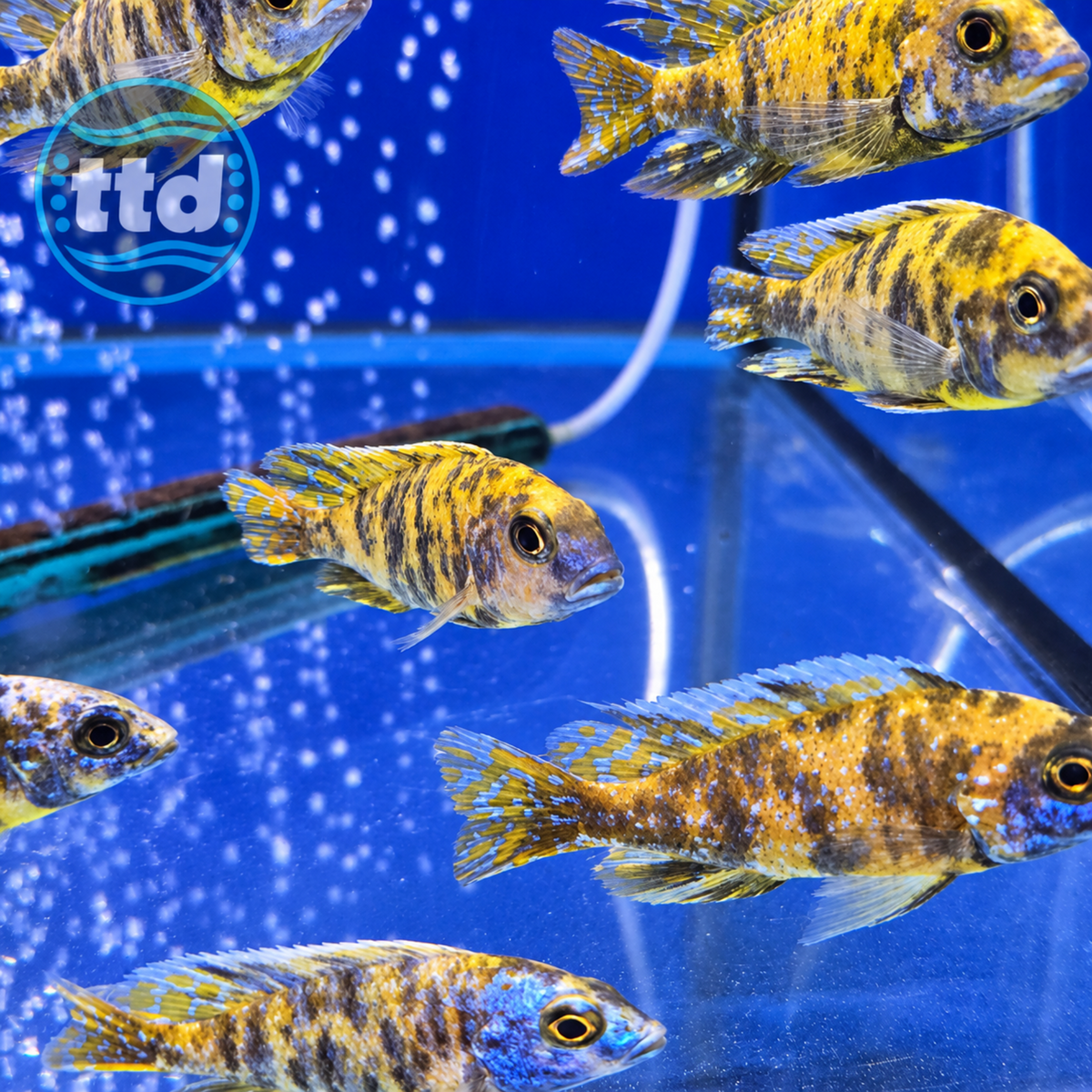 Marble Zebra Cichlid - (No Online Purchases)
