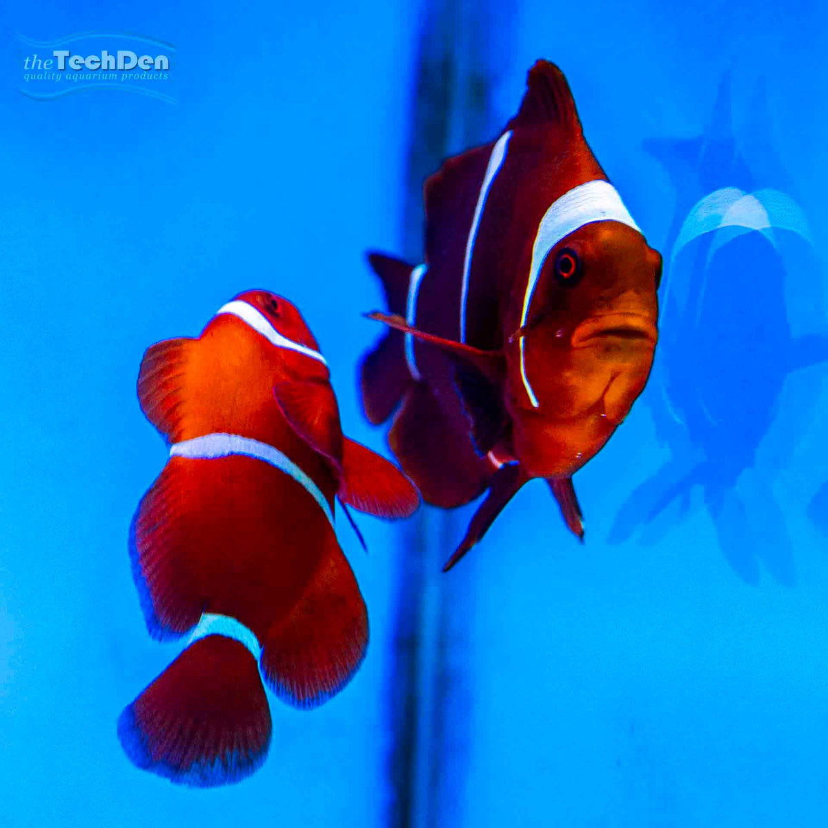 Maroon Clownfish - (No Online Purchases)