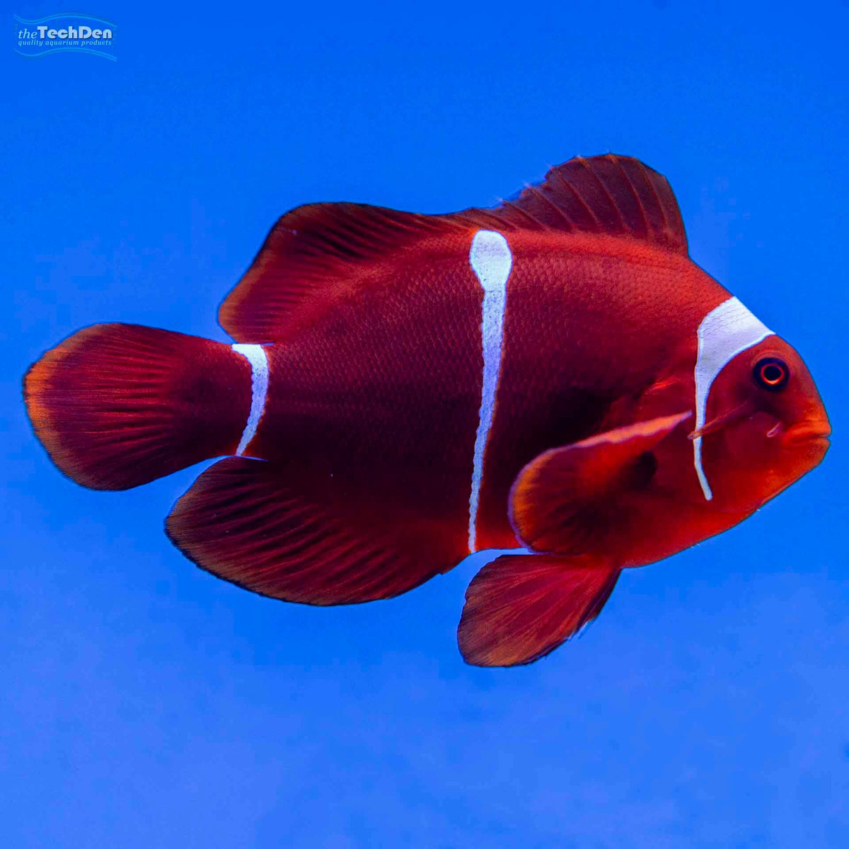 Maroon Clownfish - (No Online Purchases)