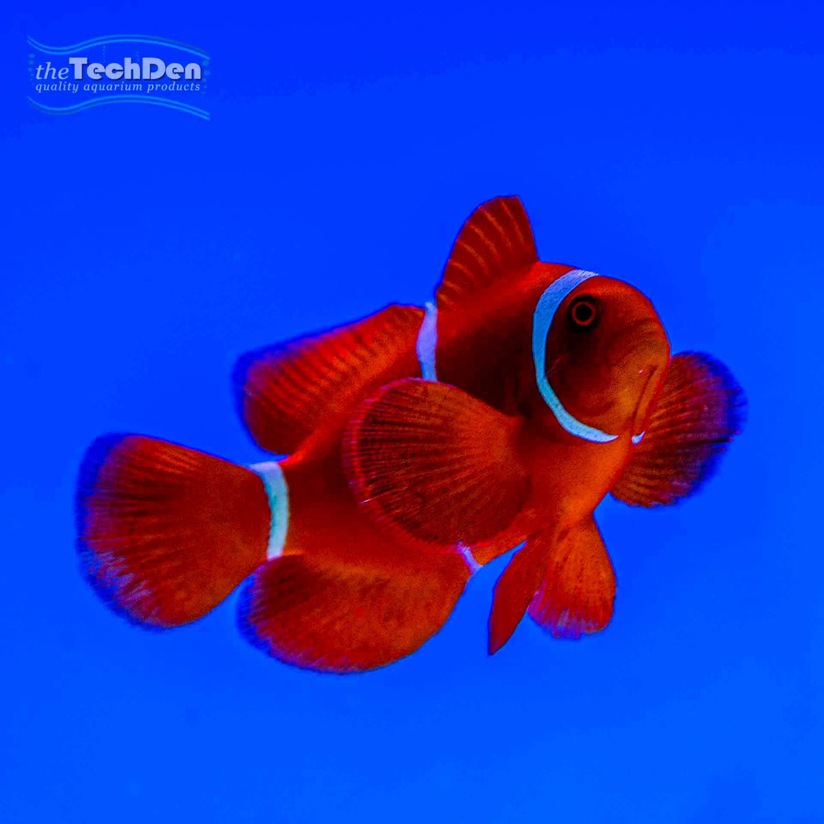 Maroon Clownfish - (No Online Purchases)
