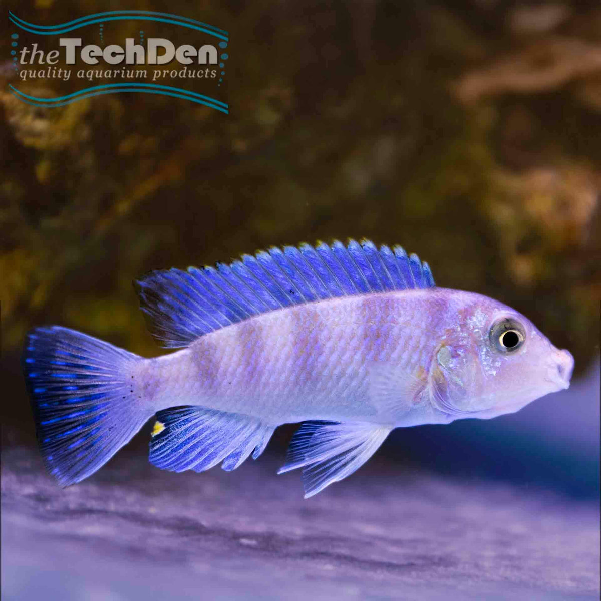 Maylandia lombardoi - (No Online Purchases)
