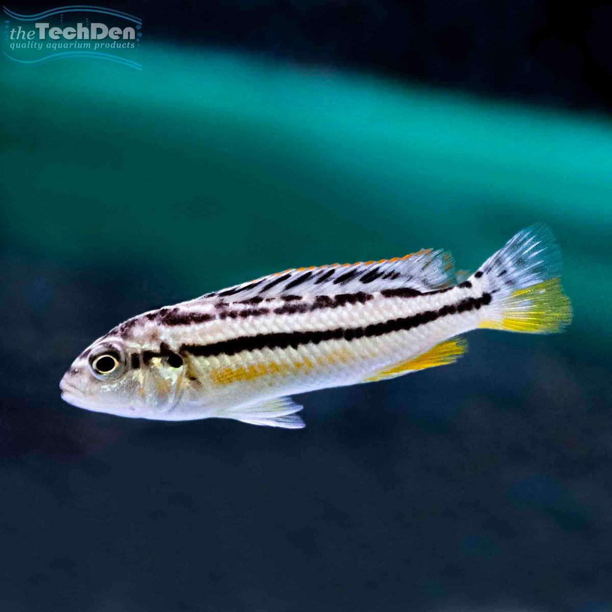 Melanochromis auratus - (No Online Purchases)