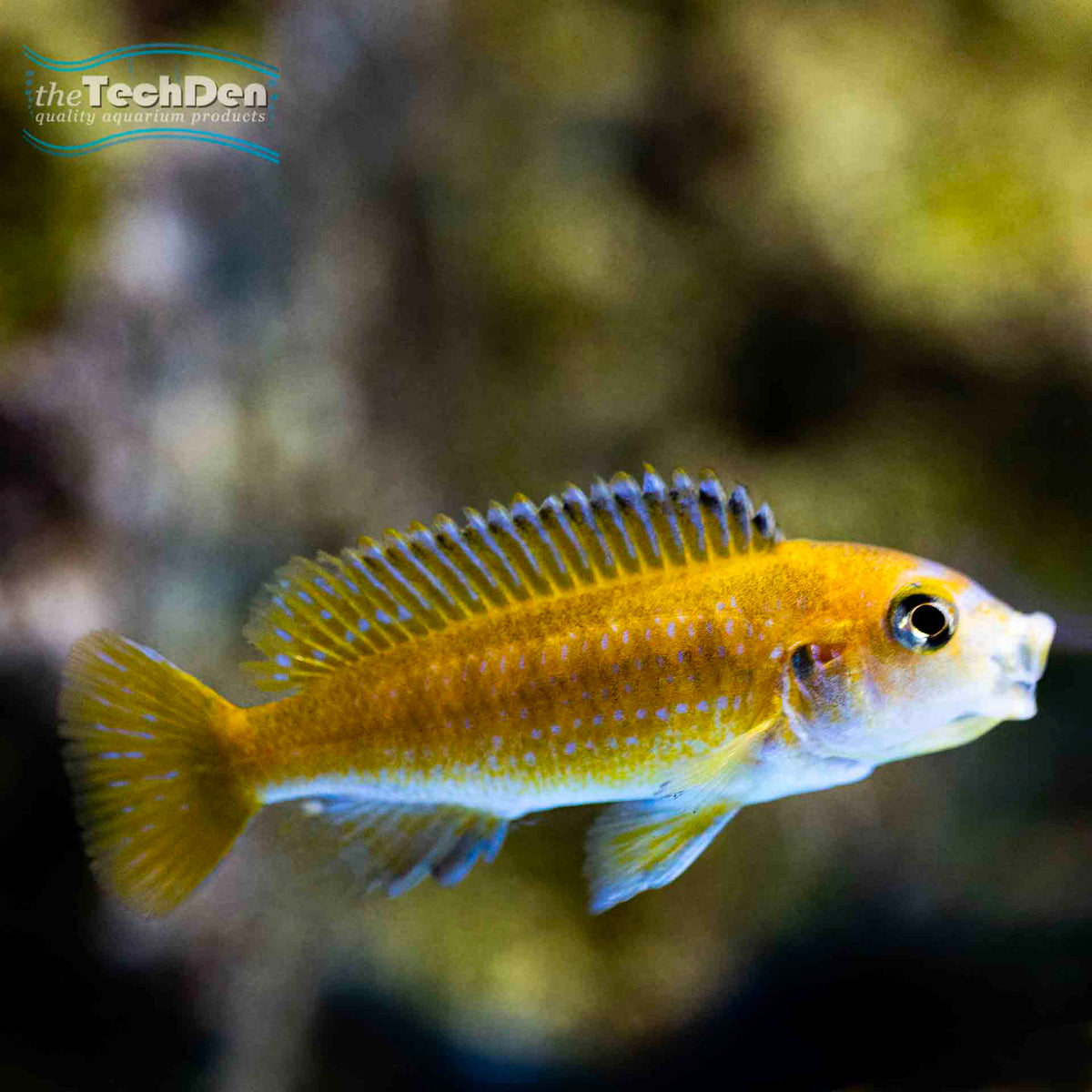 Melanochromis johannii - (No Online Purchases)