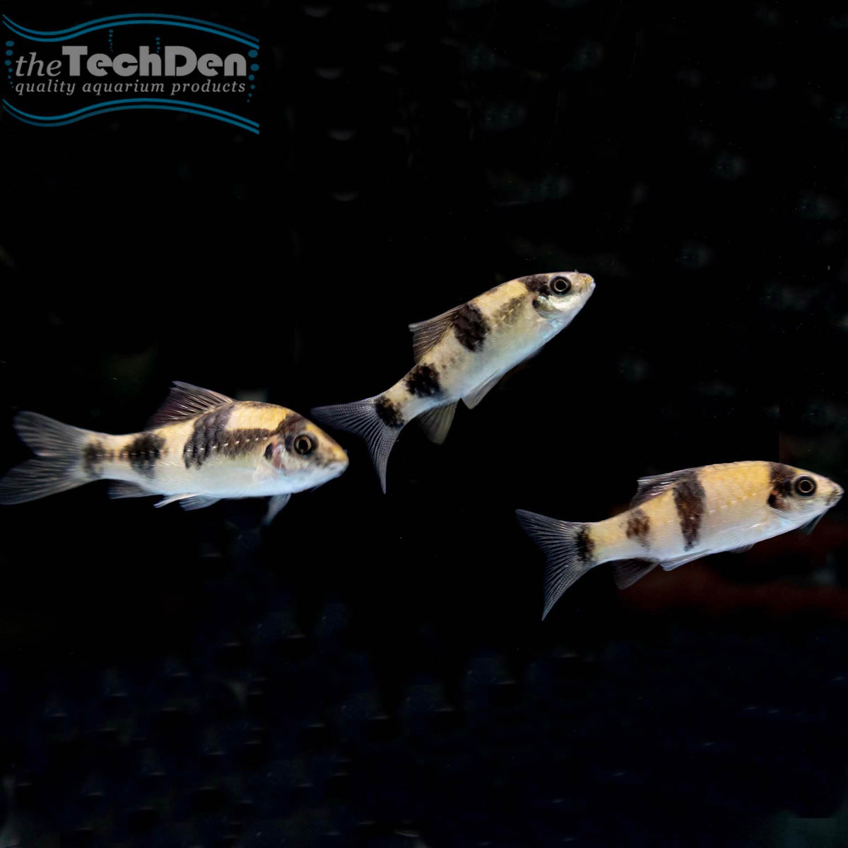 Melon Barb - (No Online Purchases)