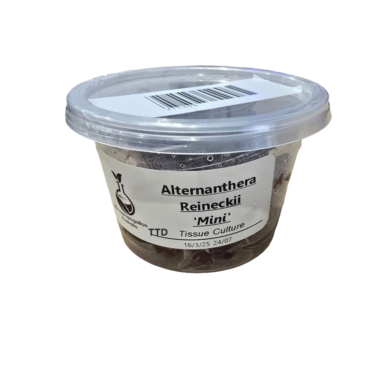 Micropropagation Australia - Alternanthera Reineckii 'Dwarf' - Live Plant - Tissue Culture - Instore Pick up only*