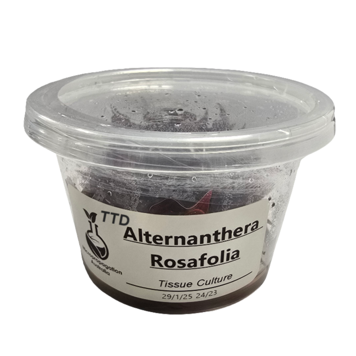 Micropropagation Australia - Alternanthera rosaefolia- Live Plant - Tissue Culture