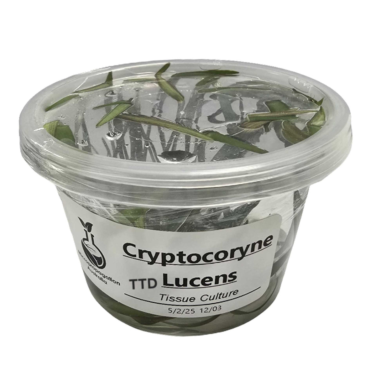 Micropropagation Australia - Cryptocoryne lucens- Live Plant - Tissue Culture - No Online Purchases