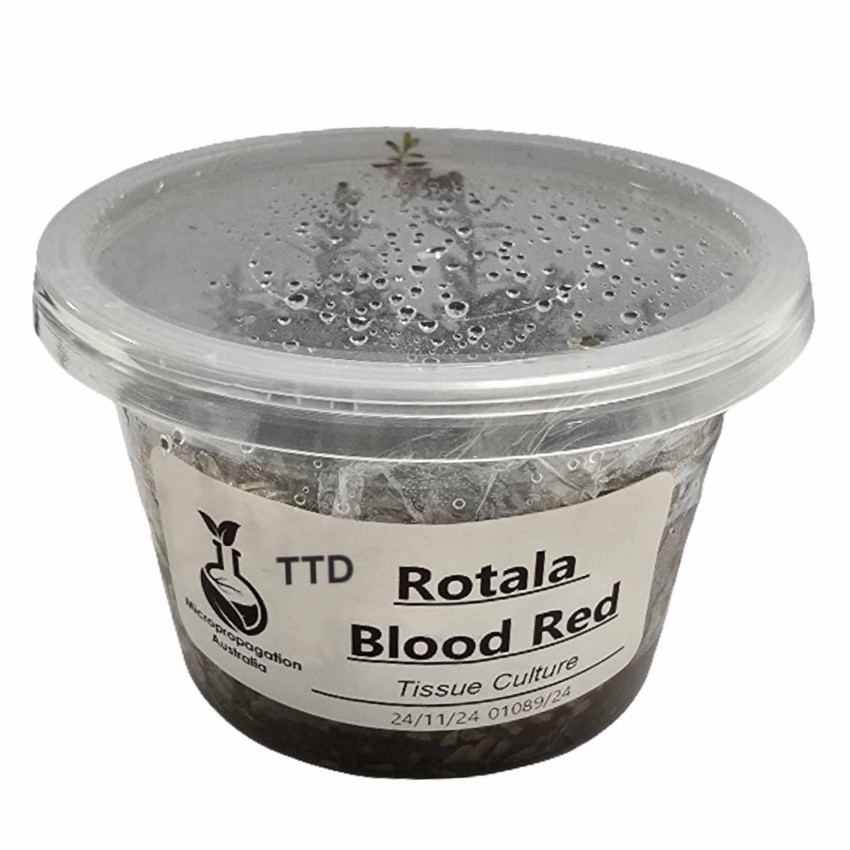 Micropropagation Australia - Rotala Blood Red - Live Plant - Tissue Culture - No online Purchases