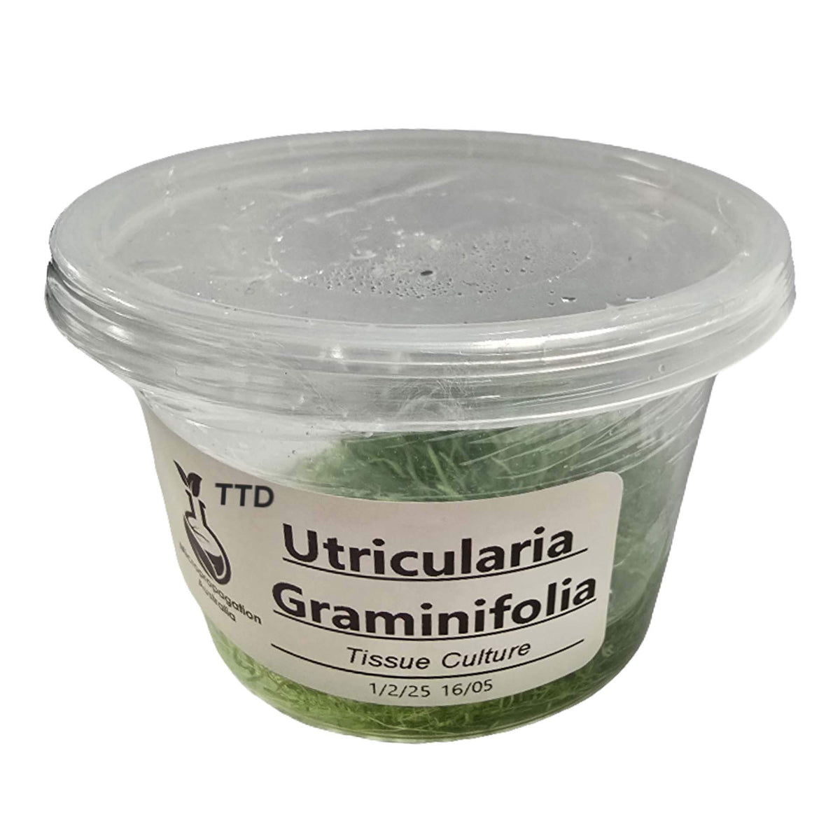 Micropropagation Australia - Utricularia graminifolia - Live Plant - Tissue Culture - No Online Purchases