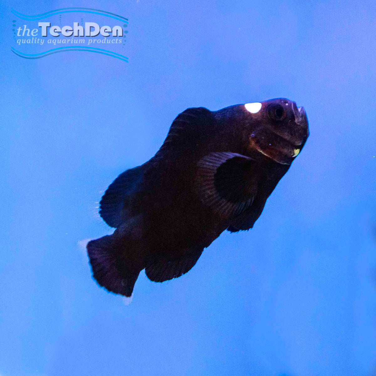 Midnight Clownfish - Aquacultured - (No Online Purchases)