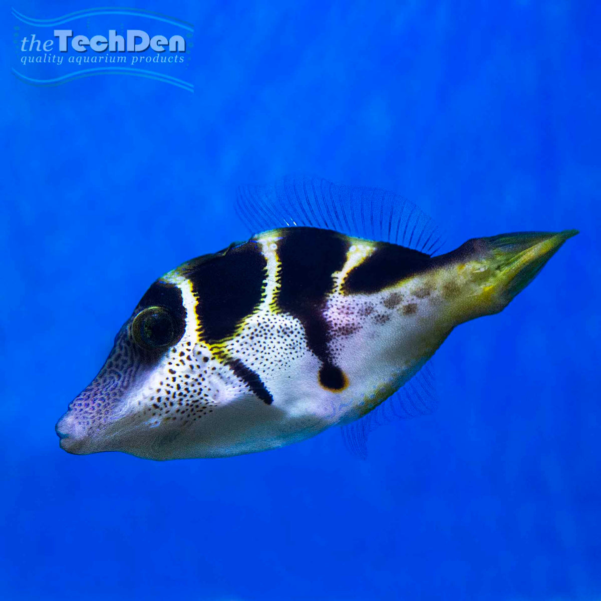 Mimic File Fish (Paraluteres prionurus) - (No Online Purchases)