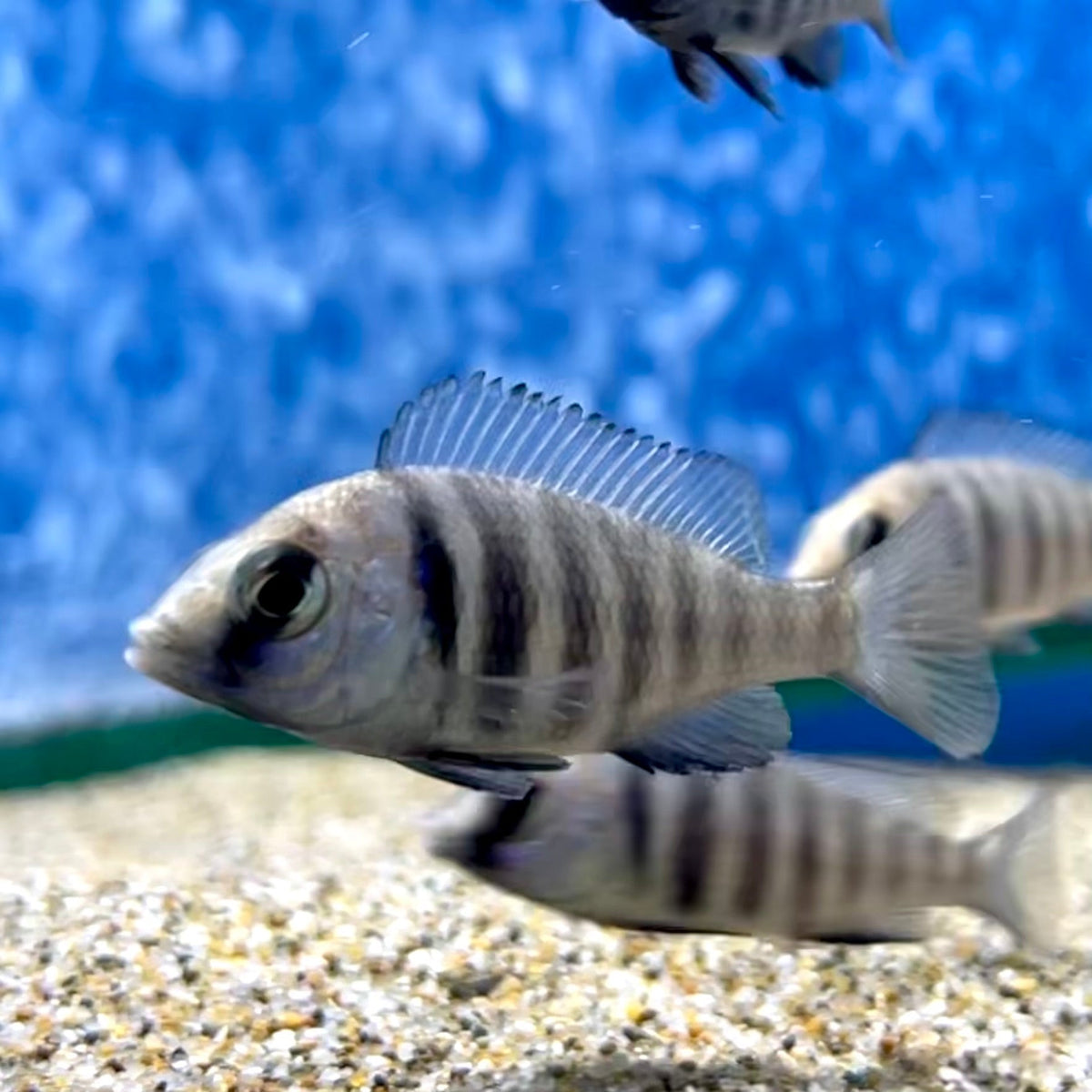 Mirrorball Cichlid SMALL - Placidochromis Tanzania - Star Saphire (No Online Purchases)