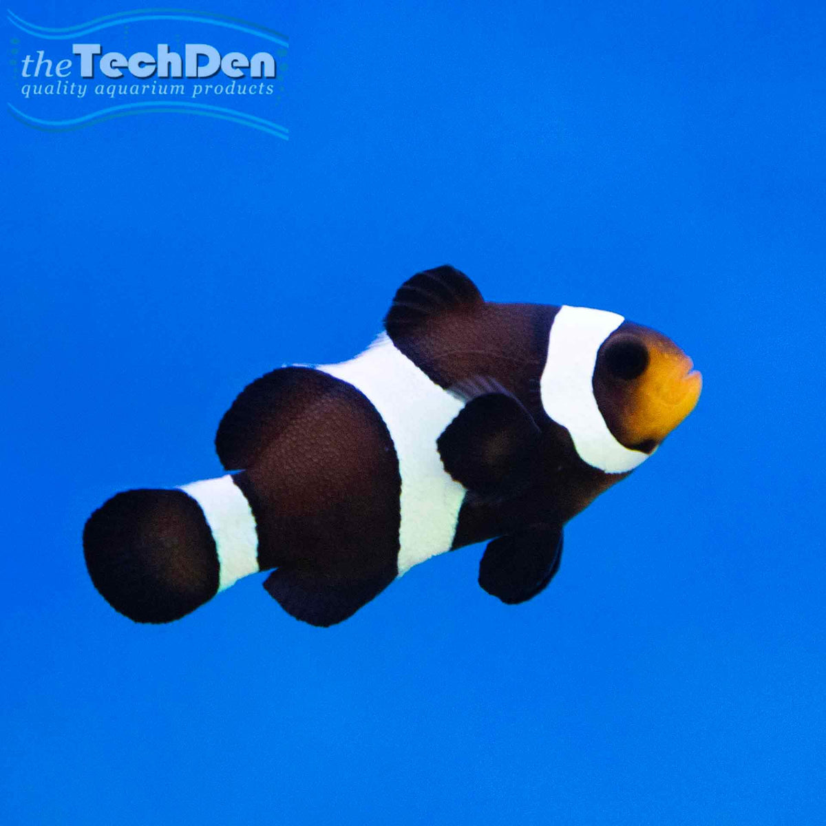 Mocha Ocellaris Clownfish - (No Online Purchases)