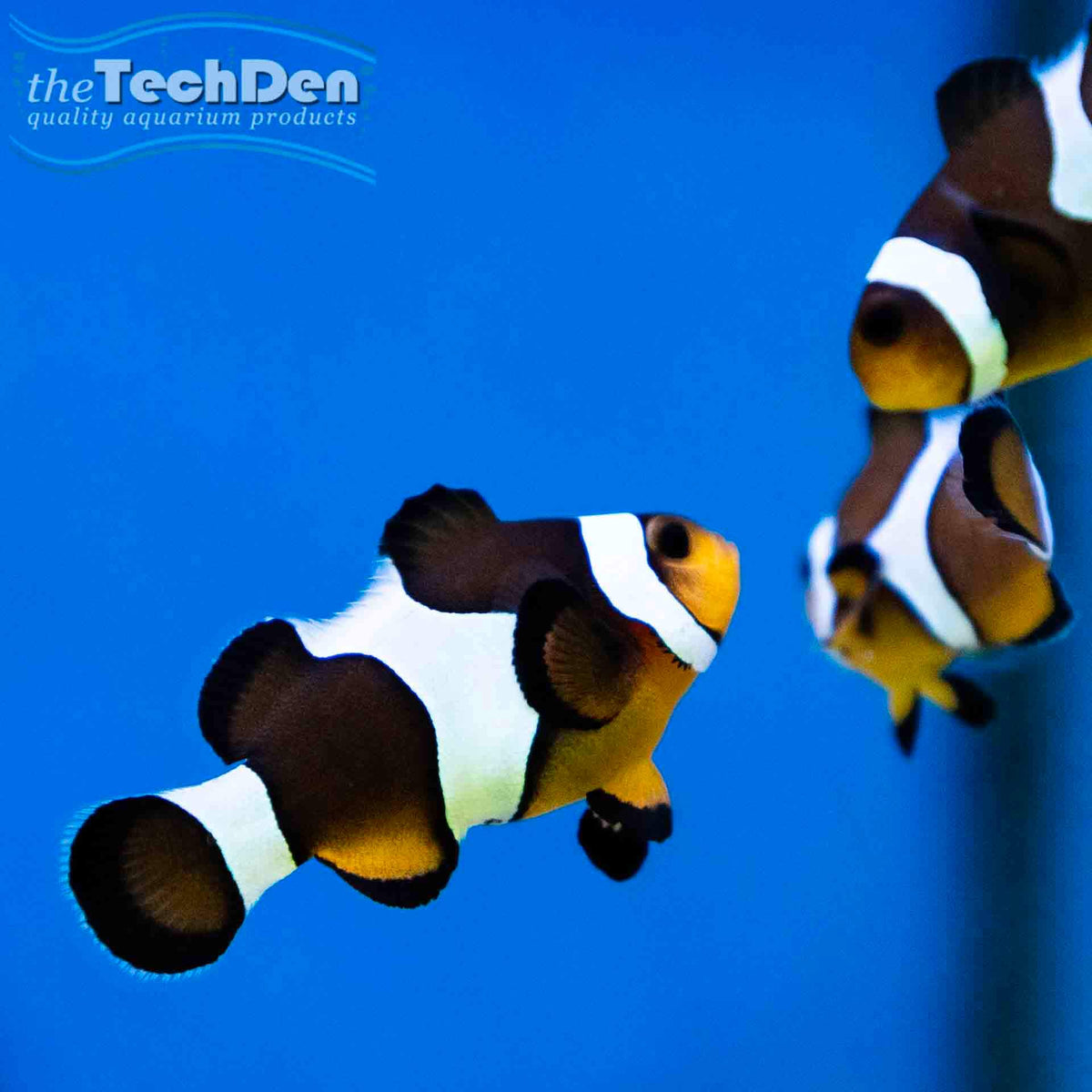 Mocha Ocellaris Clownfish - (No Online Purchases)
