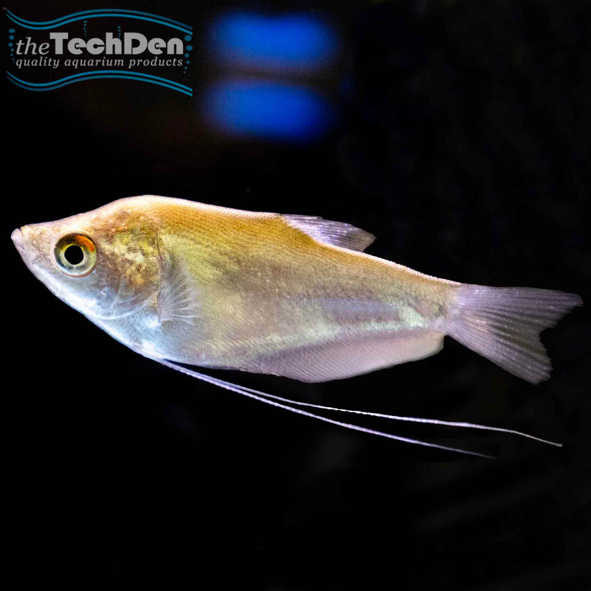 Moonlight Gourami - (No Online Purchases)