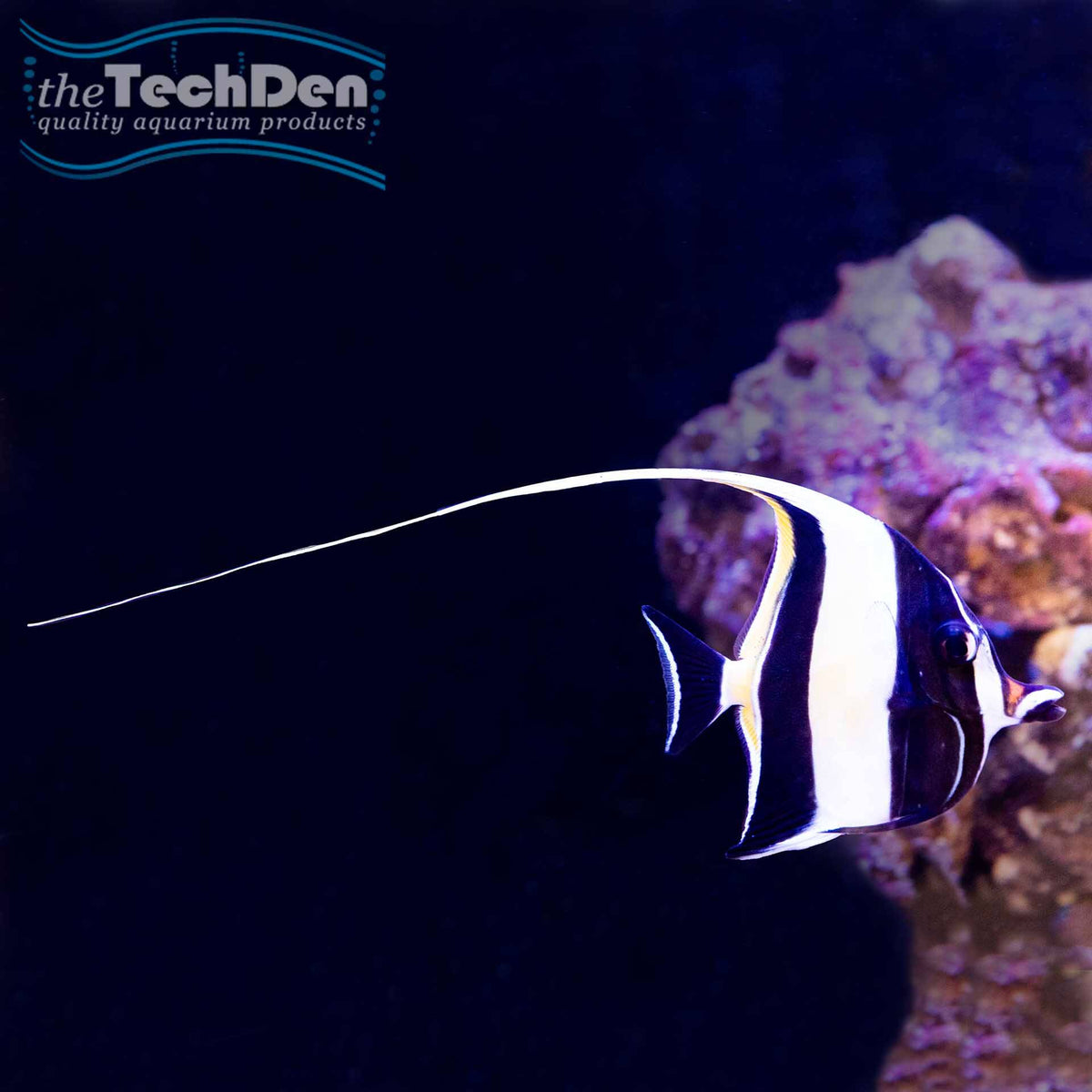 Moorish Idol - (No Online Purchases)