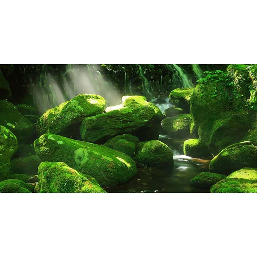 Moss Forrest - High Gloss Picture Background - 60cm High x 120cm Wide