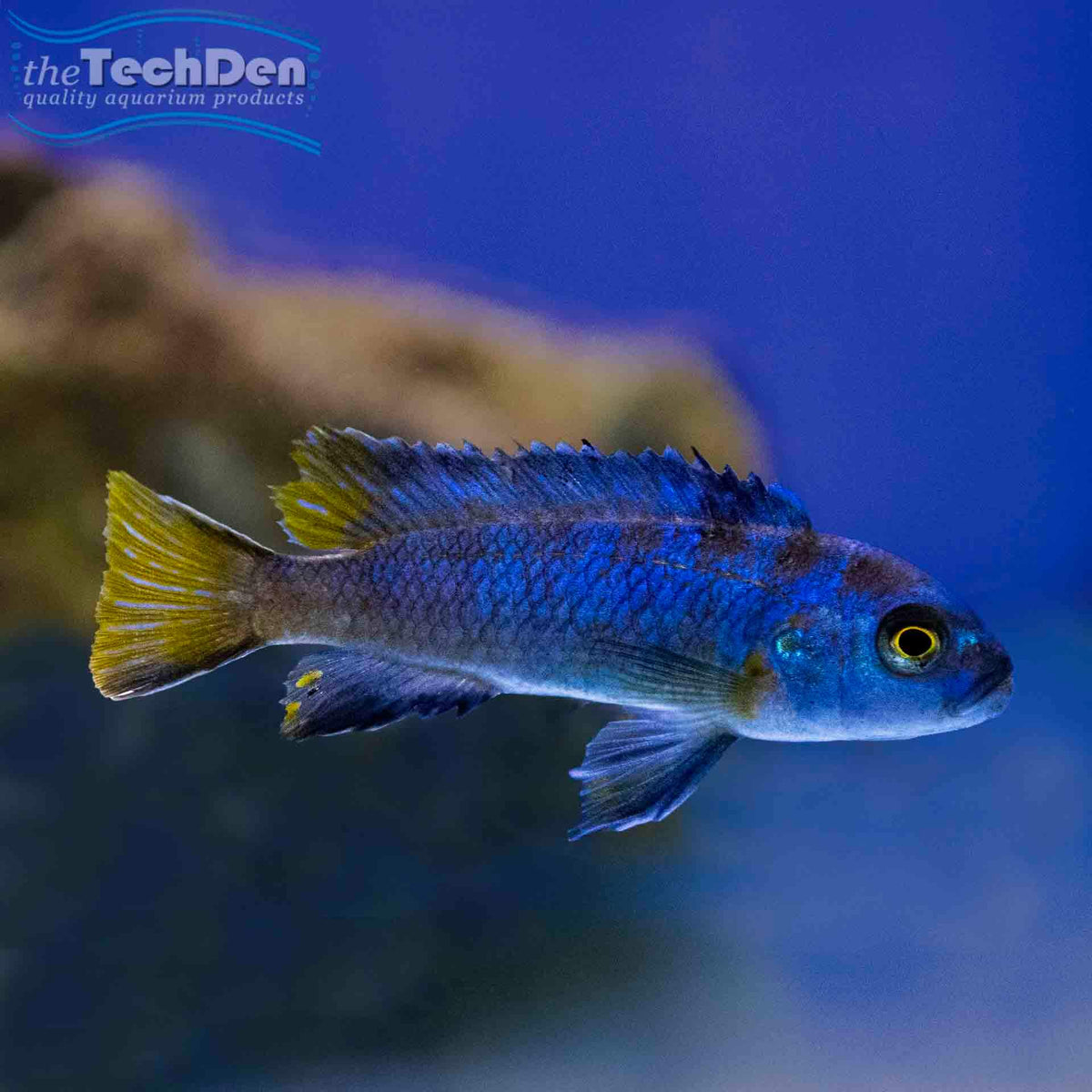 Mpanga Cichlid - (No Online Purchases)