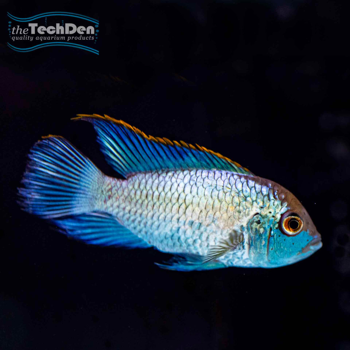 Neon Blue Acara (No Online Purchases)