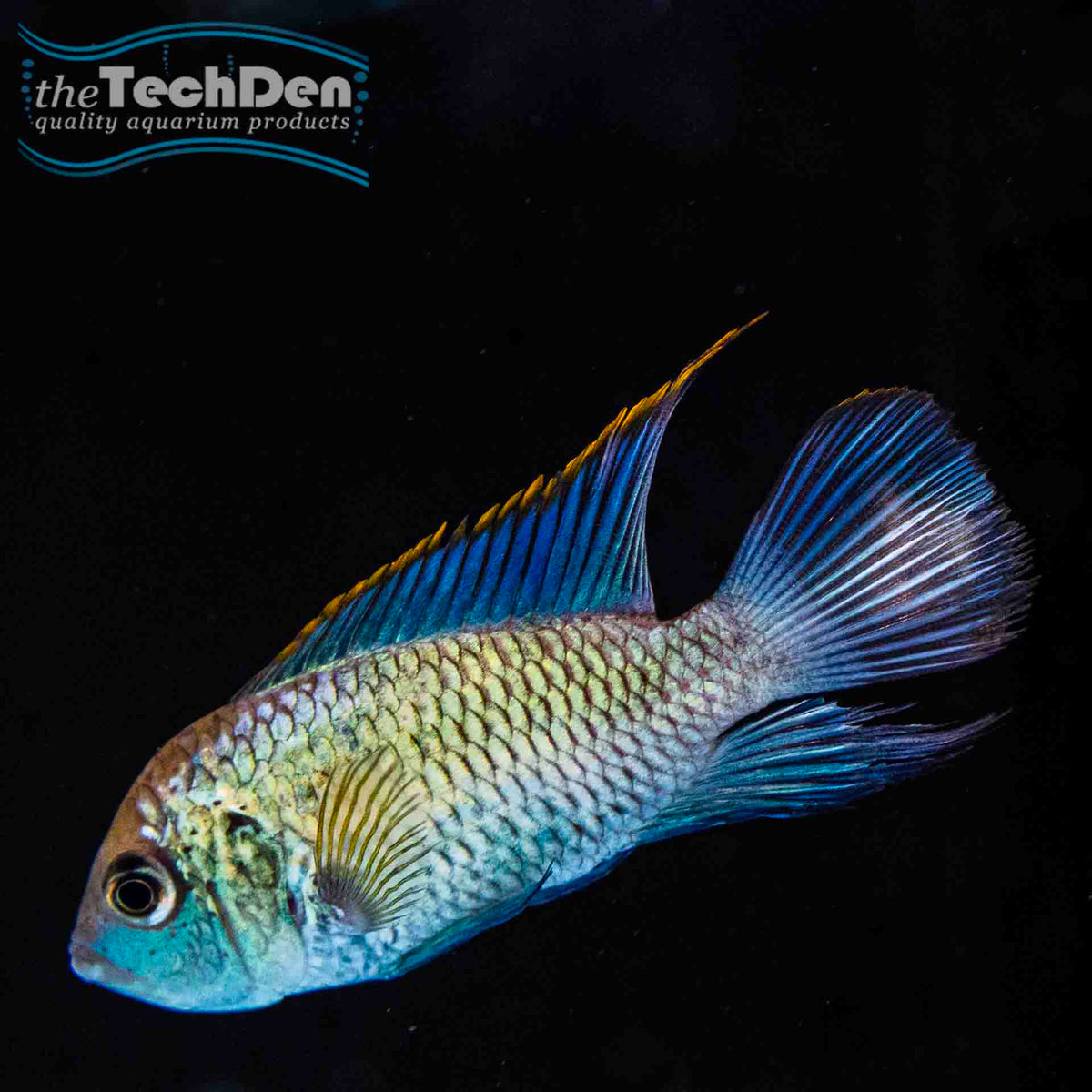 Neon Blue Acara (No Online Purchases)