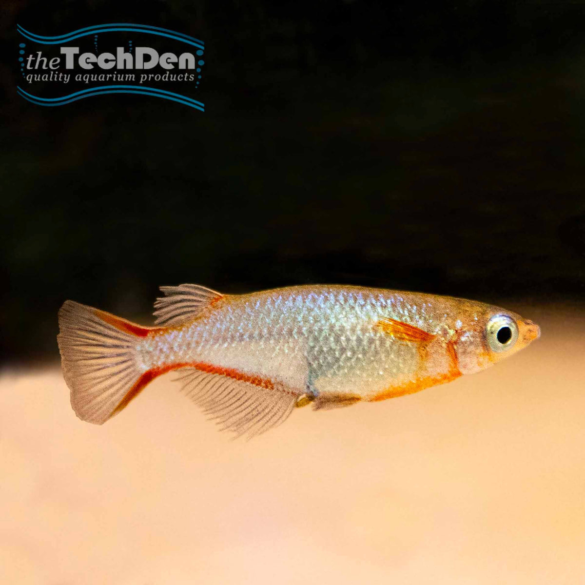 Neon Blue Rice Fish - (No Online Purchases)