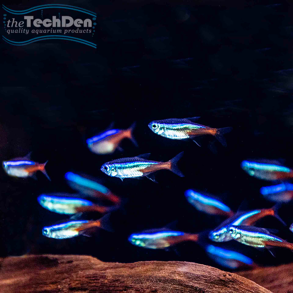 Neon Tetra - (No Online Purchases)