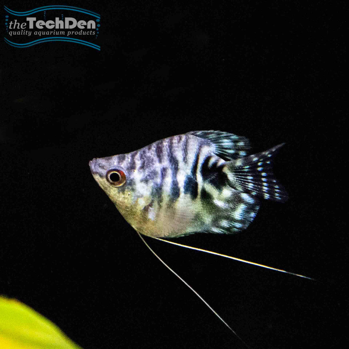 Opaline Balloon Gourami  - (No Online Purchases)