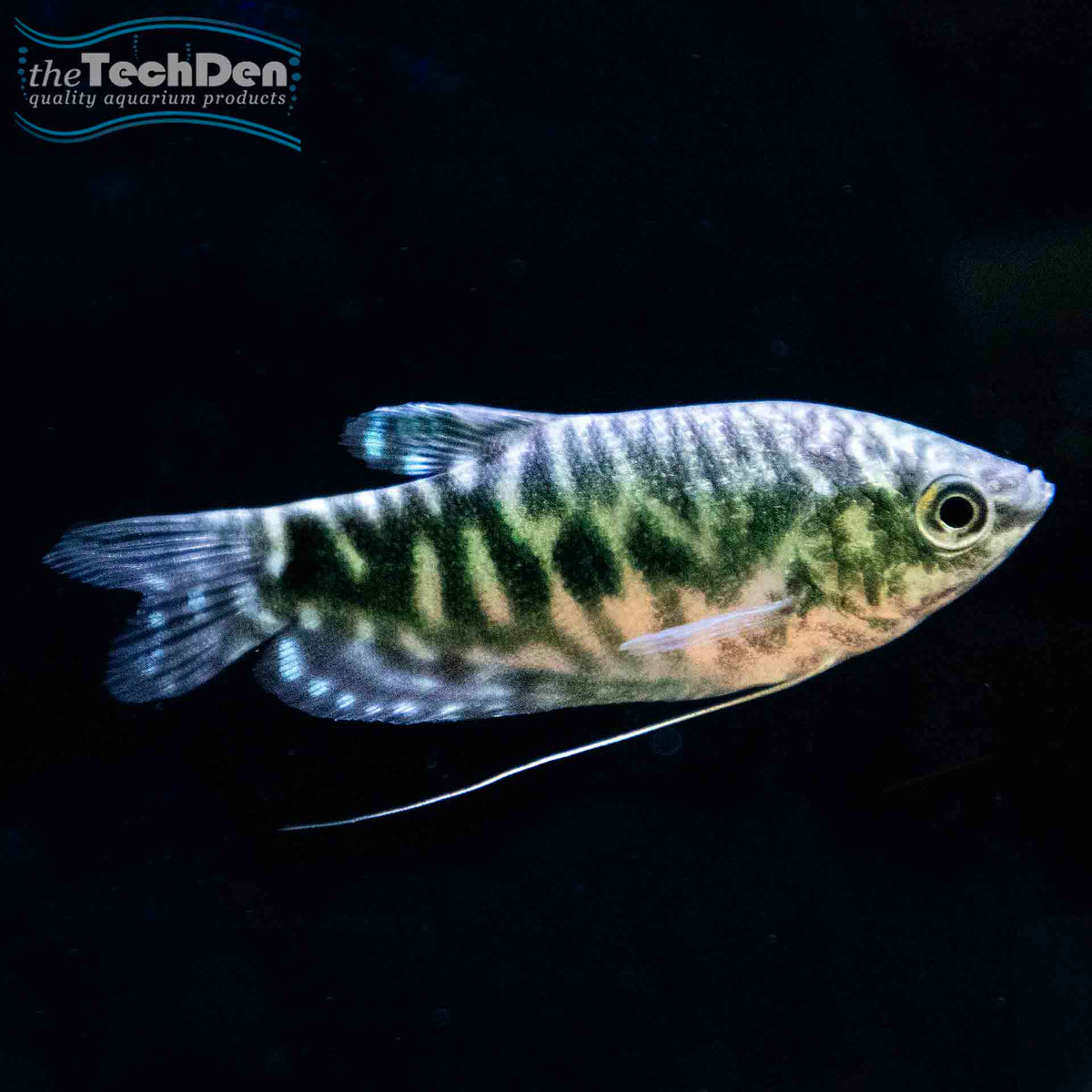 Opaline Gourami - (No Online Purchases)