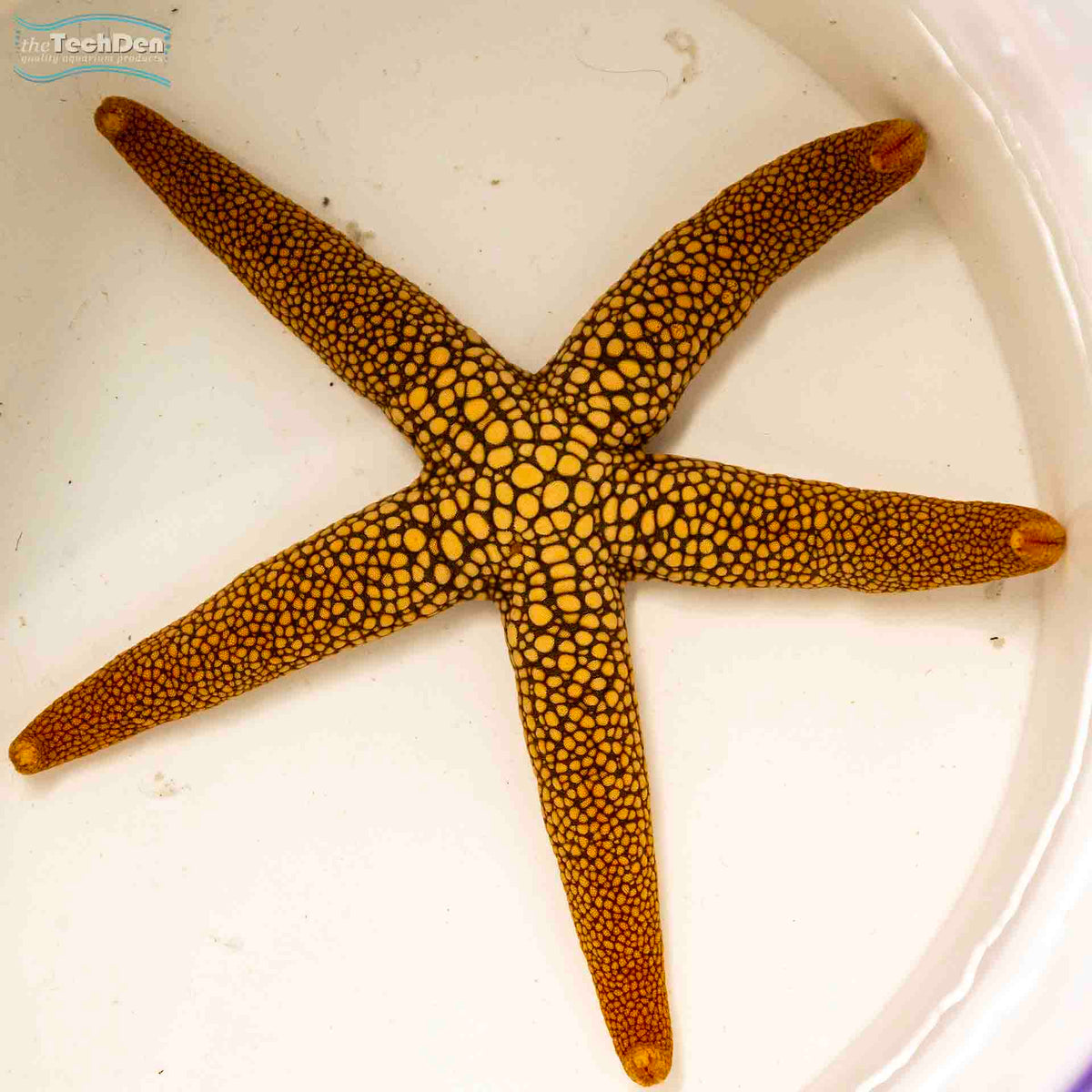 Orange Ornate Starfish - (no Online Purchases)