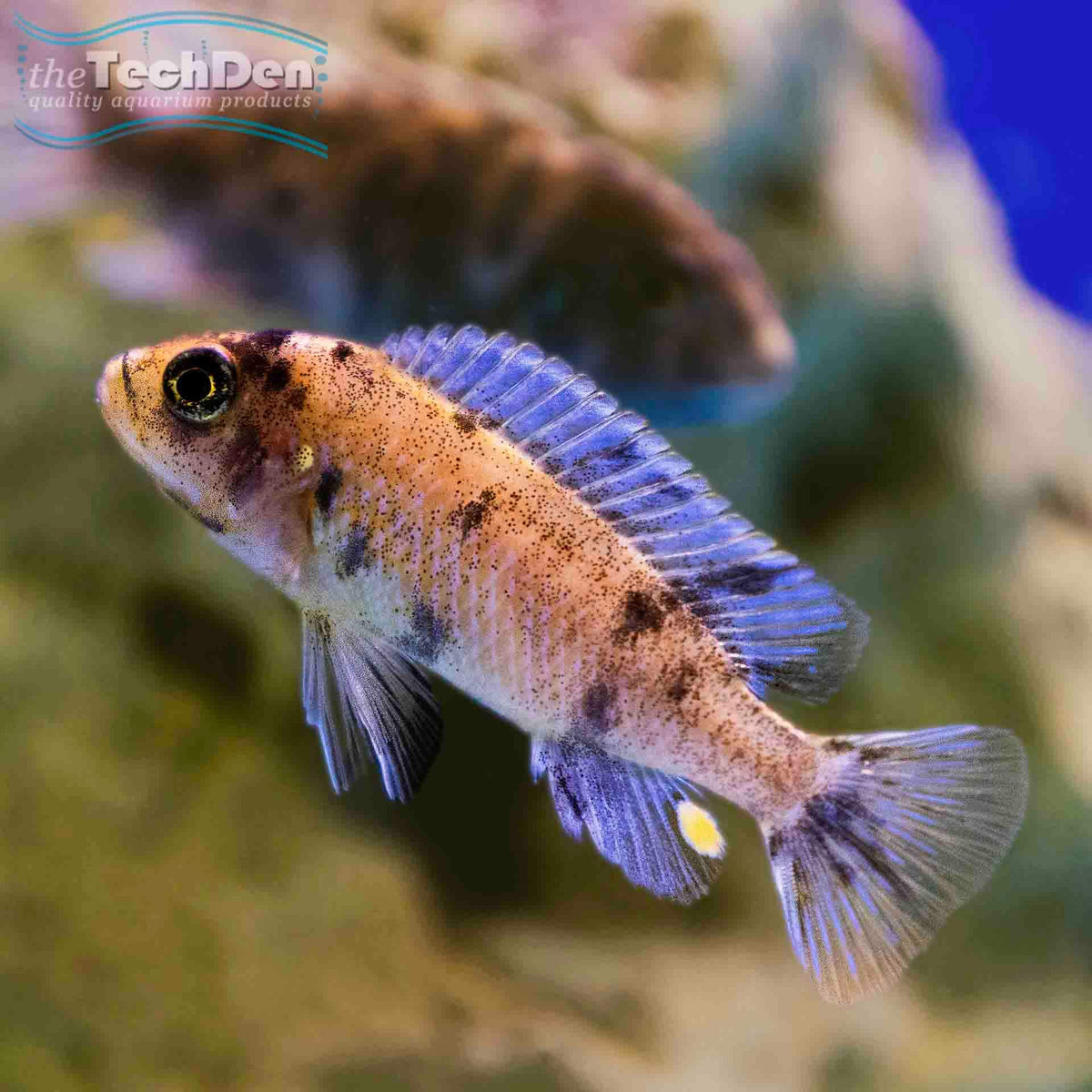 Orange Blotch Zebra Cichlid - (No Online Purchases)