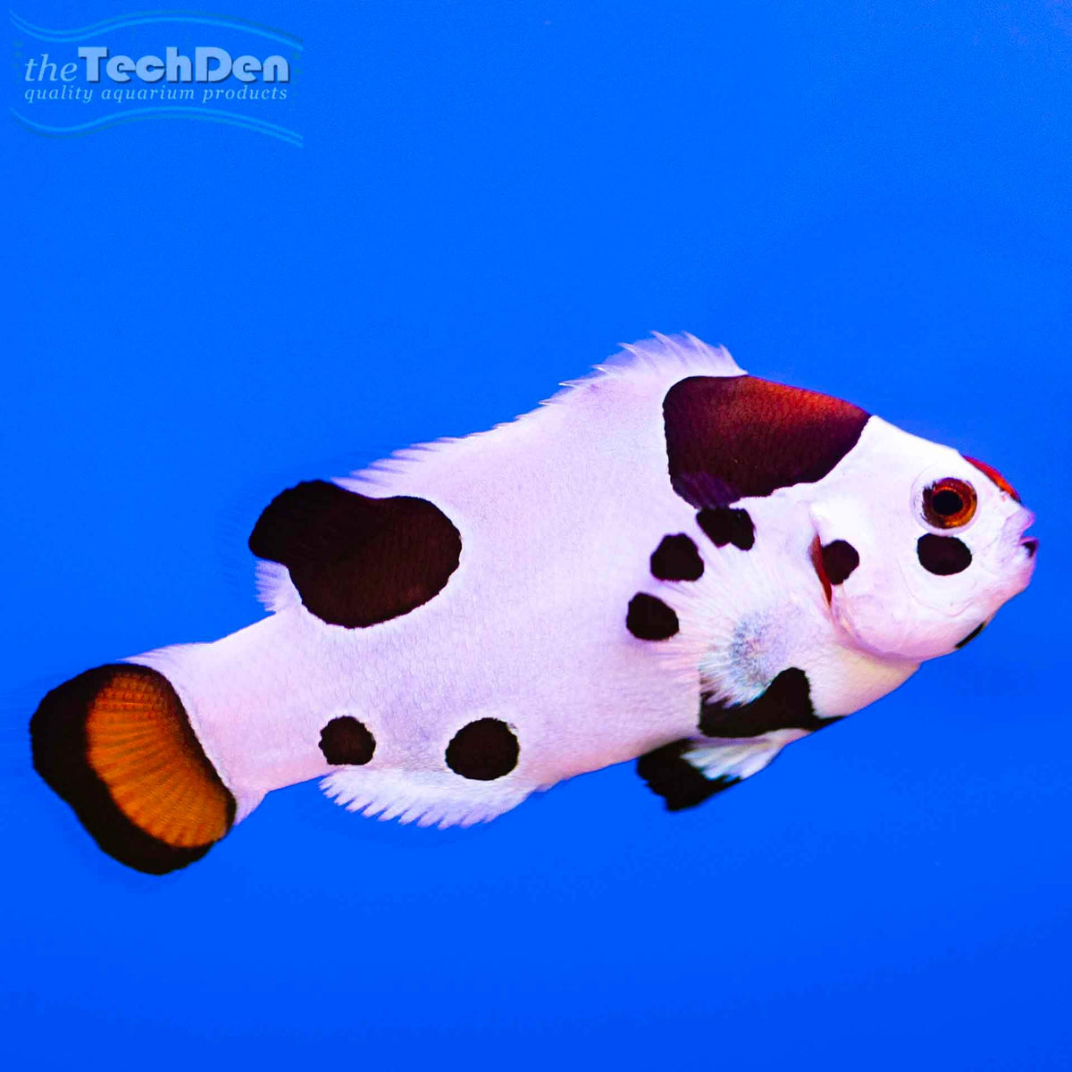 Orange Storm Clownfish - (No Online Purchases)