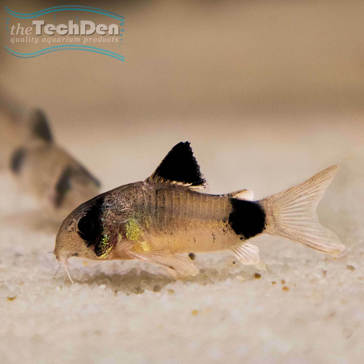 Panda Corydoras (No Online Purchases)