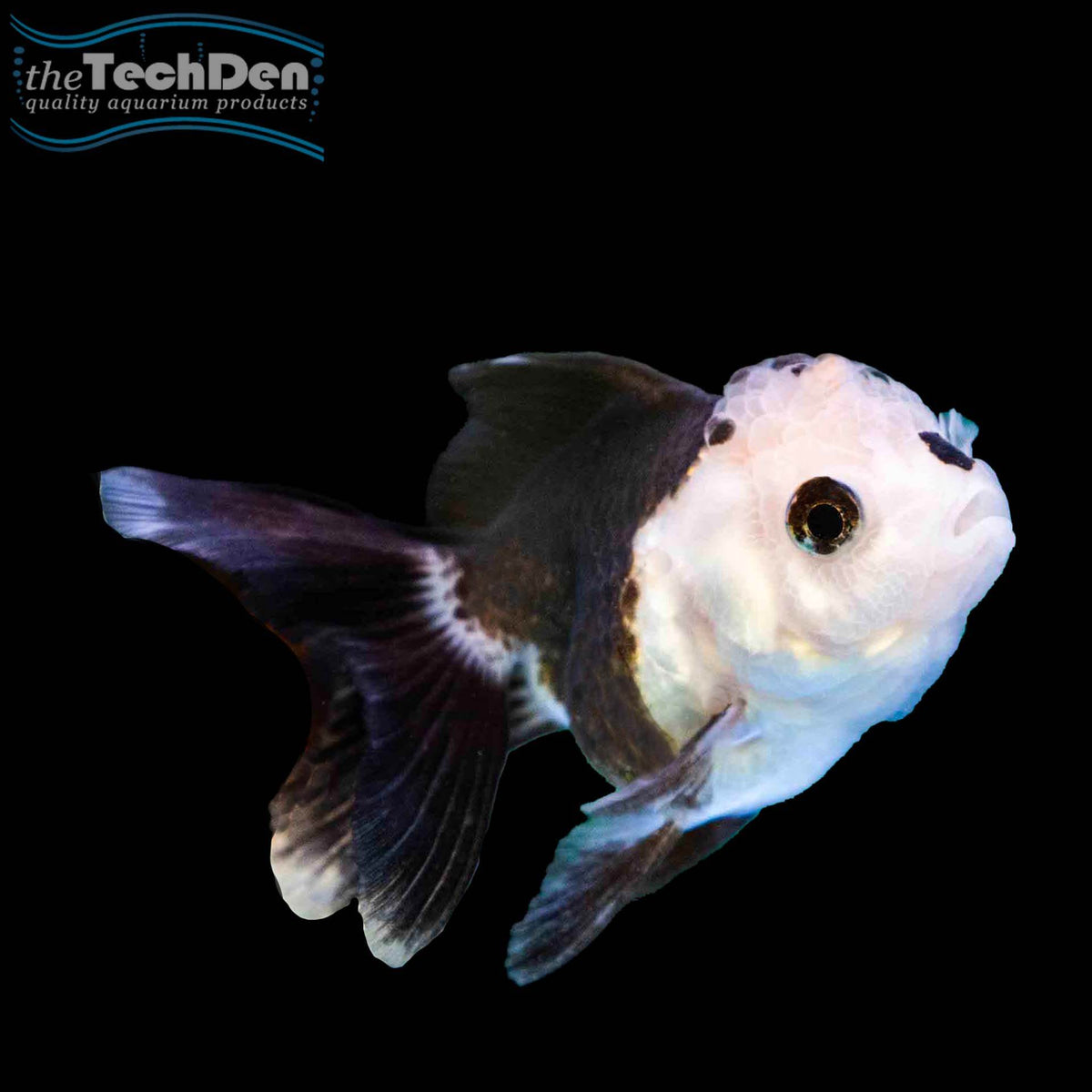 Panda Oranda Small - (No Online Purchases)