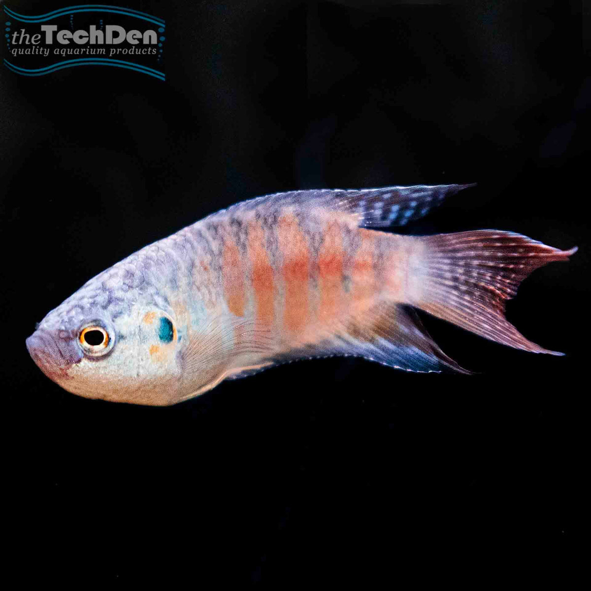 Paradise Fish - (No Online Purchases)