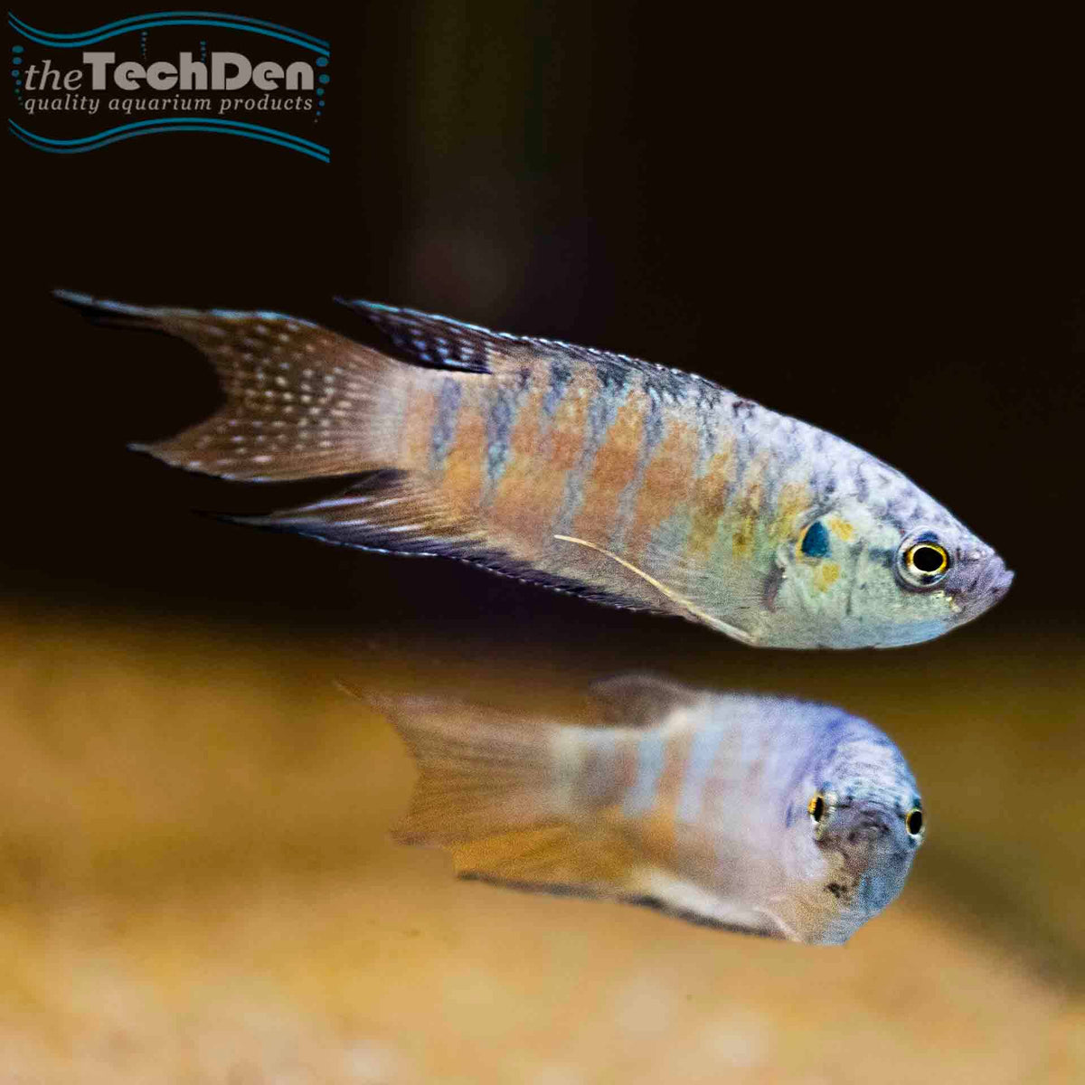 Paradise Fish - (No Online Purchases)