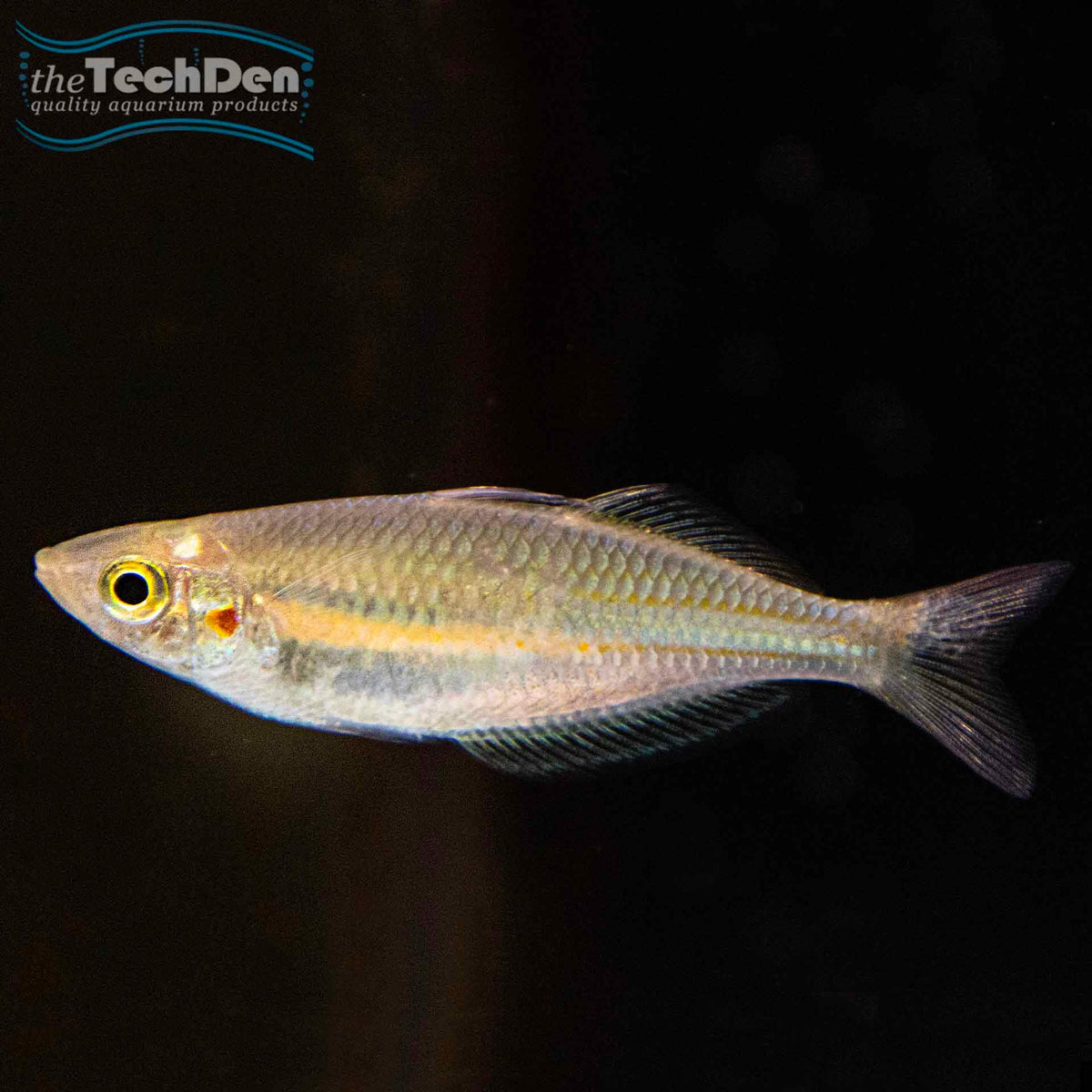 Parkinsoni Rainbow - (No Online Purchases)