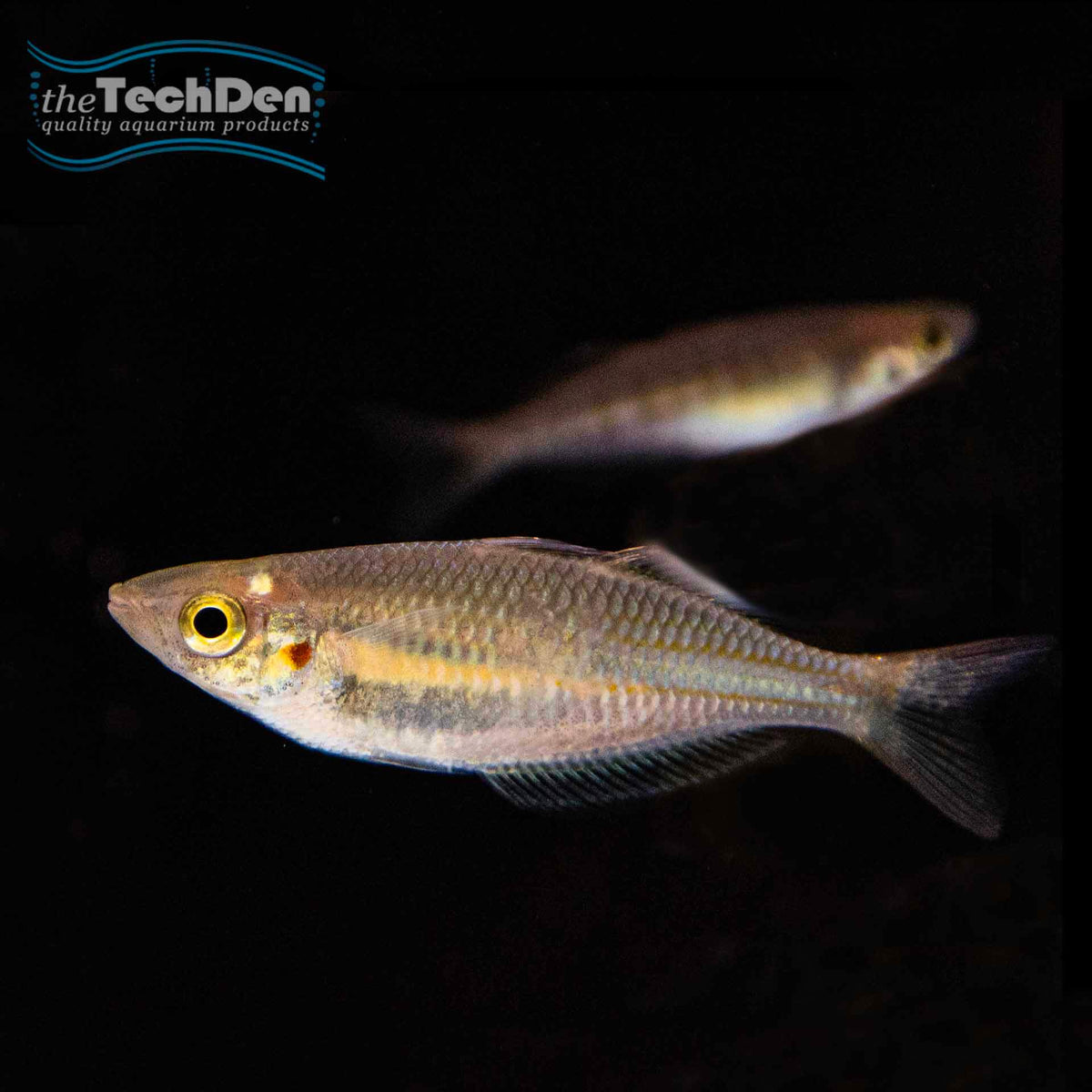 Parkinsoni Rainbow - (No Online Purchases)